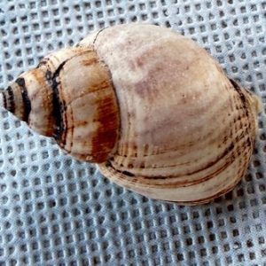 conchiglia asprella
