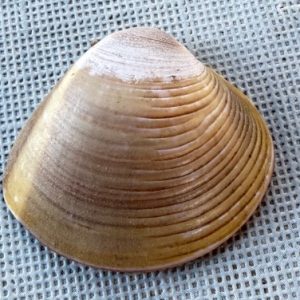 gallina di mare