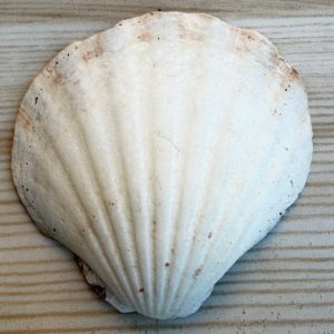 conchiglia glaucum