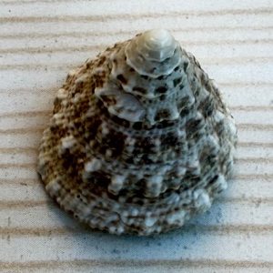 Astraea buschi
