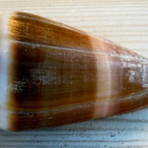 conchiglia asprella