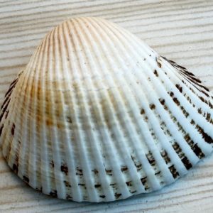 cerastoderma glaucum