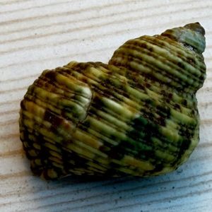 pearl banded