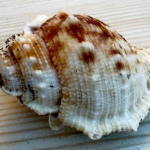 conchiglia collezione
