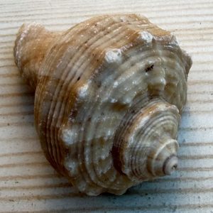 gen. asprella