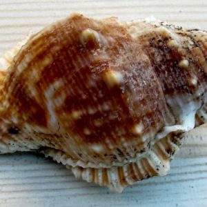 conchiglia collezione