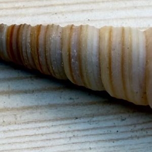 conchiglia collezione