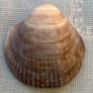 conchiglia collezione