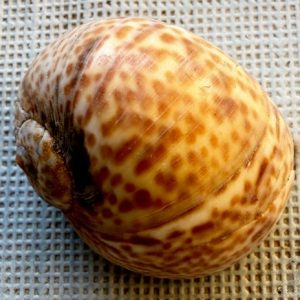 jantina janthina