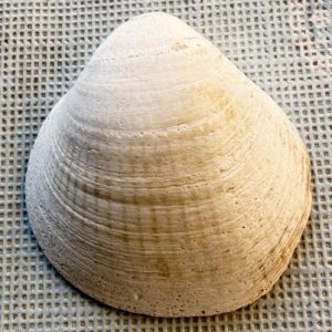 cerastoderma glaucum
