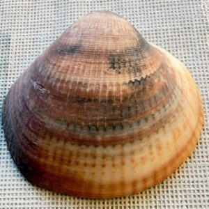 conchiglia collezione