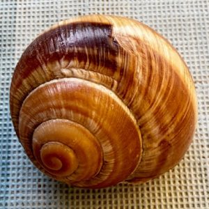 conchiglia da collezione