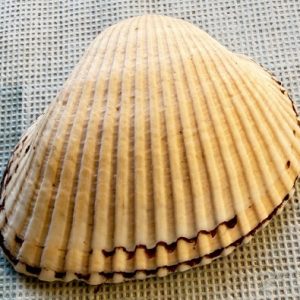 cerastoderma glaucum
