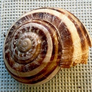 polymita picta