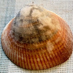 conchiglia collezione