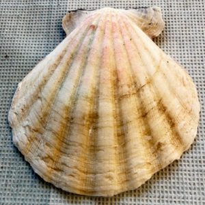 conchiglia da collezione