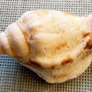 conchiglia asprella