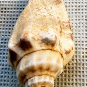 conchiglia collezione