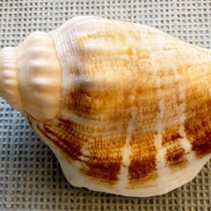 gen. asprella